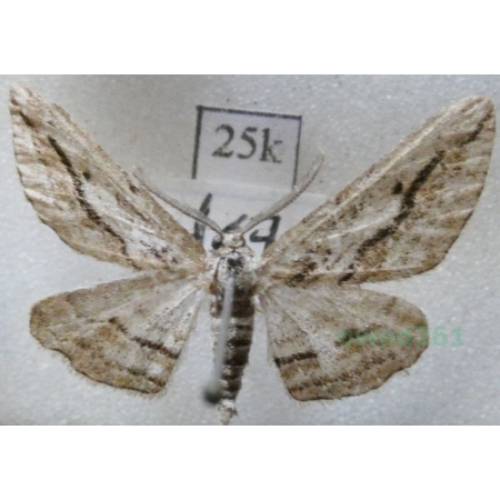 Ecleora solieraria (Rambur, 1834) Spain25k